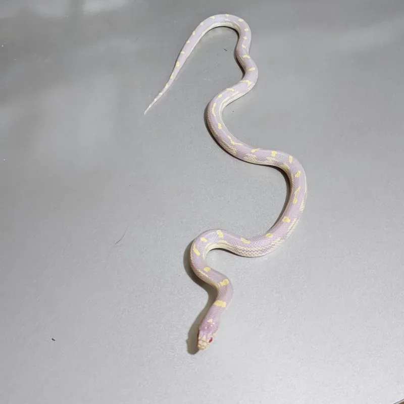 Albino 3
