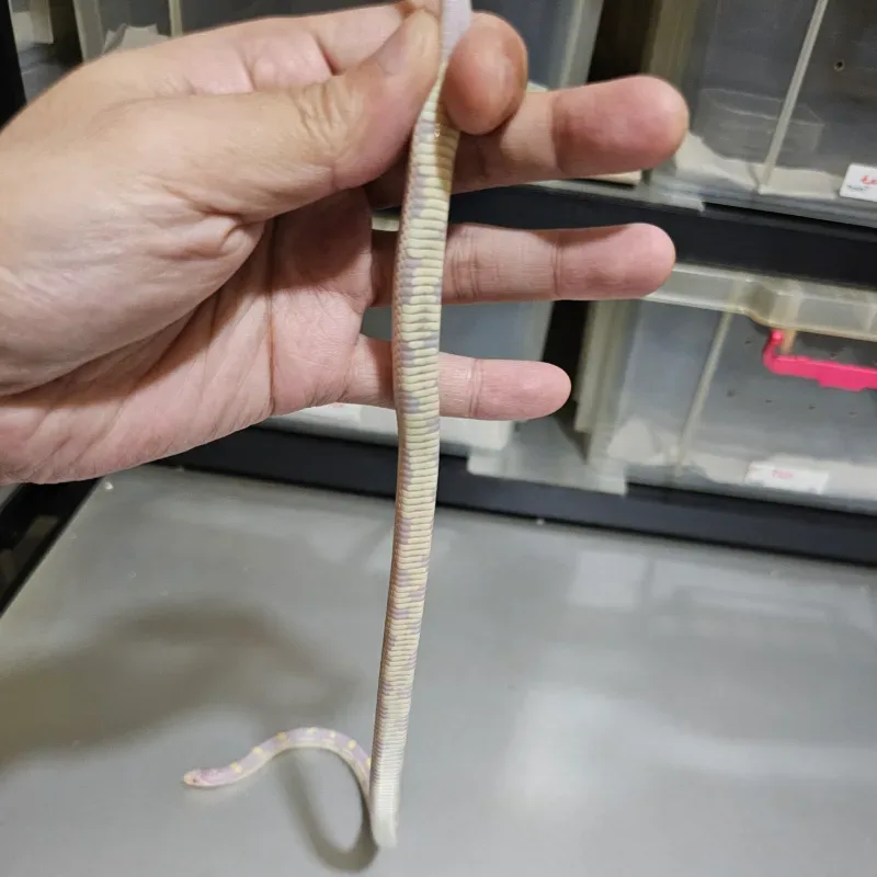 Albino 4