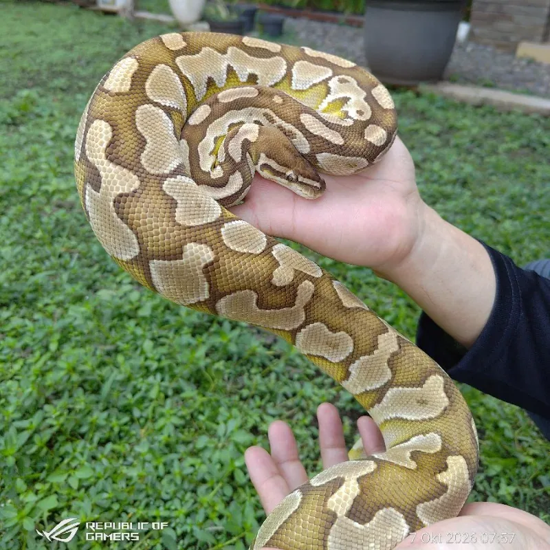 Lesser 100 %het Lavender 50% het Clown