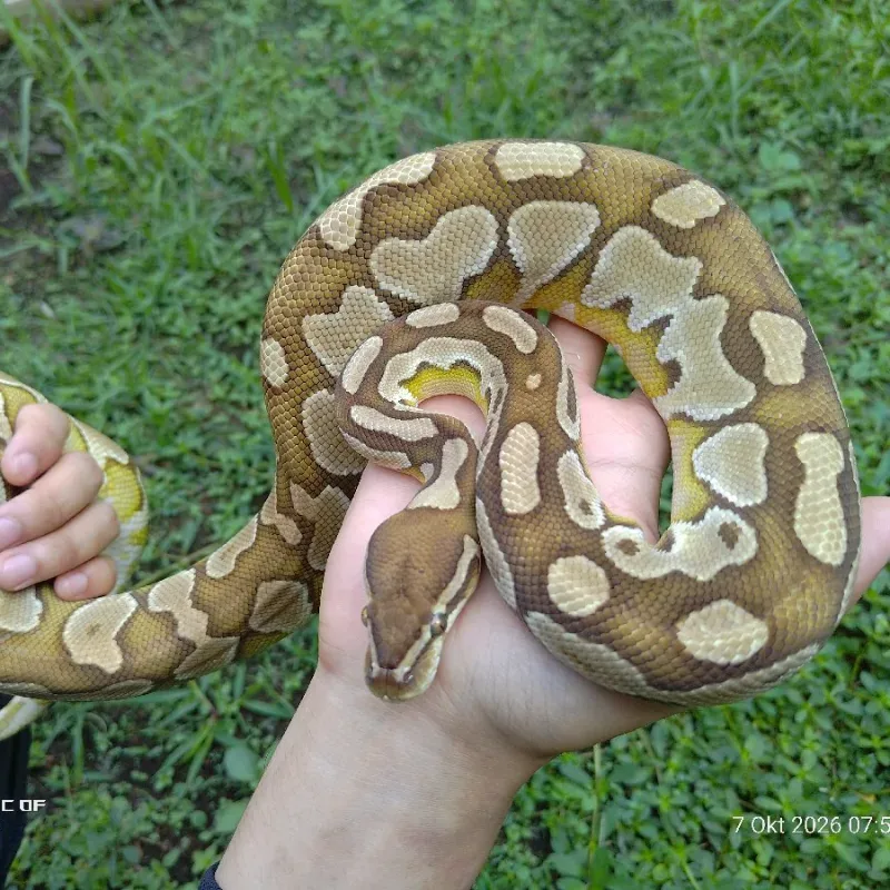 Lesser 100 %het Lavender 50% het Clown