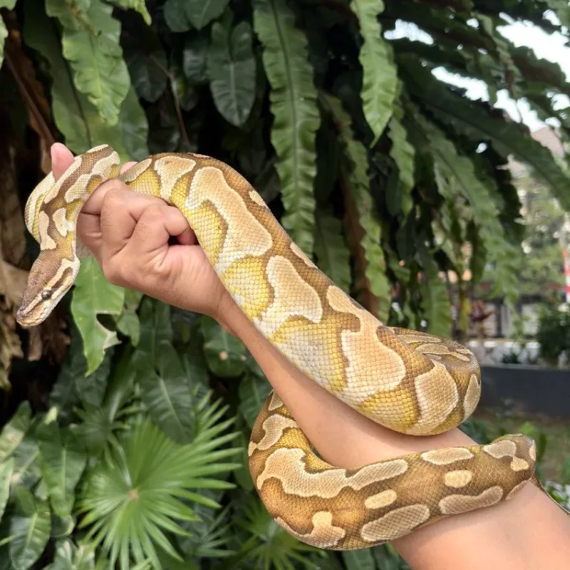 Lesser 100 %het Lavender 50% het Clown