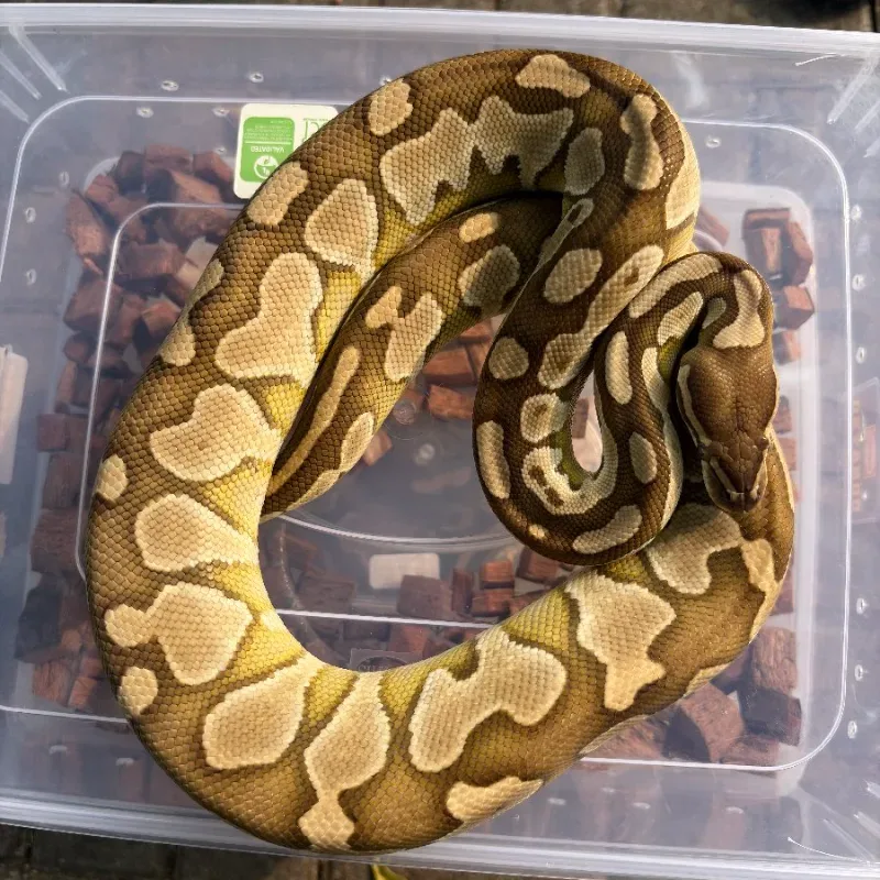 Lesser 100 %het Lavender 50% het Clown