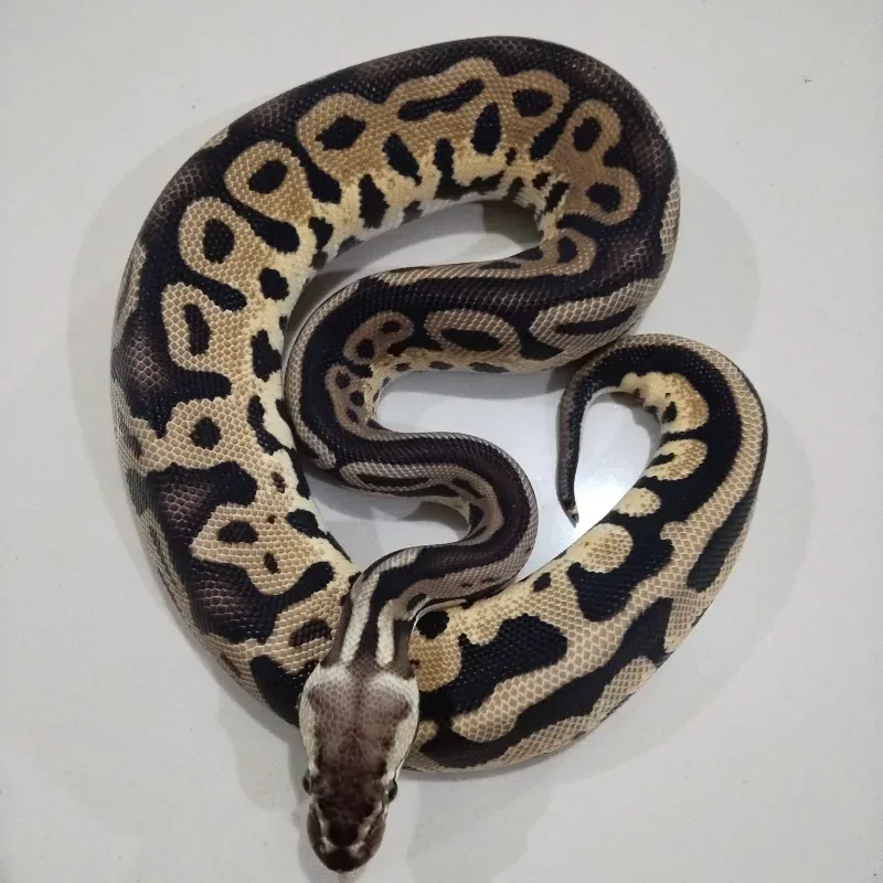 Pastel Leopard Het Tristripe