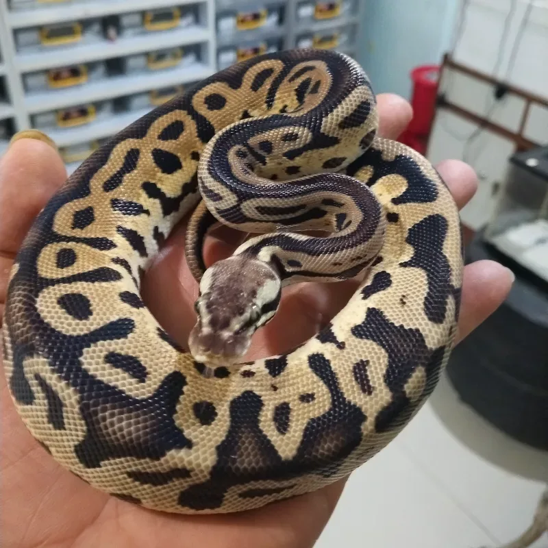 Pastel Leopard Het Tristripe