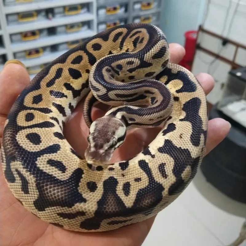 Pastel Leopard Het Tristripe
