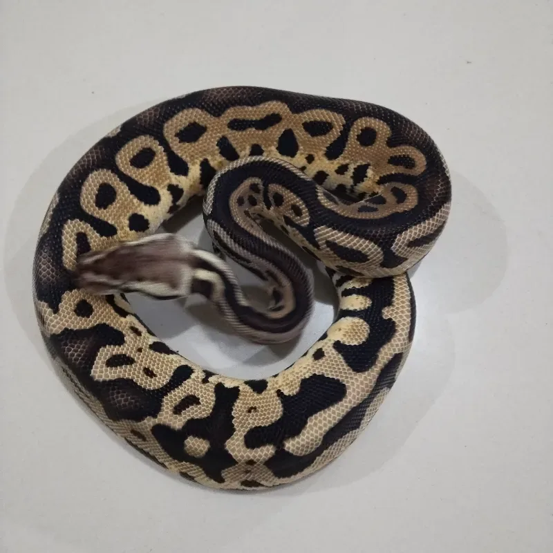 Pastel Leopard Het Tristripe