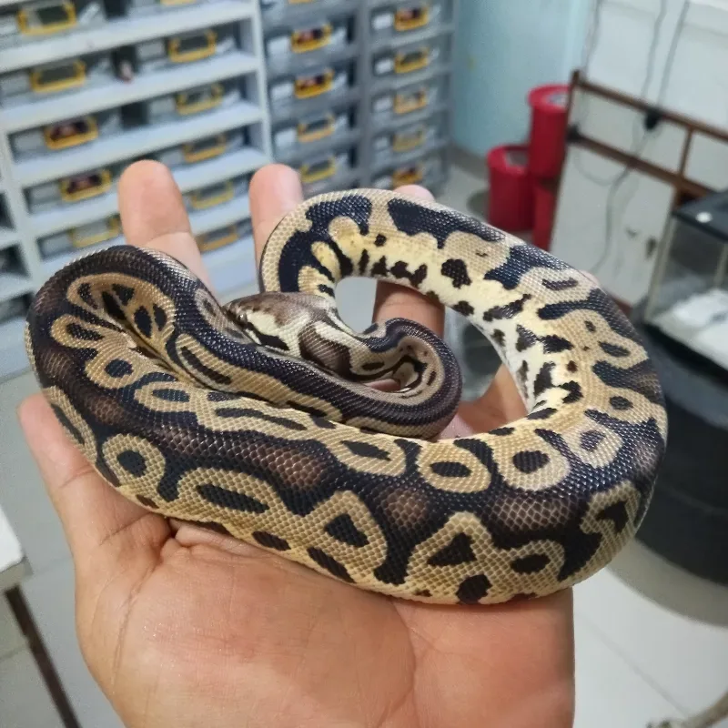 Pastel Leopard Het Tristripe