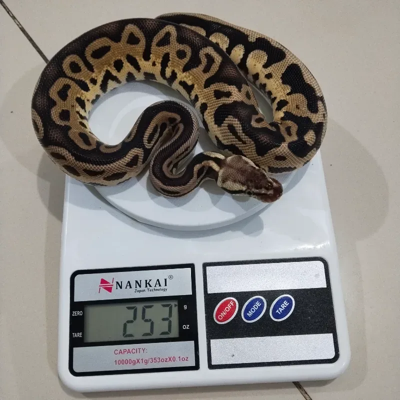 Pastel Leopard Het Tristripe