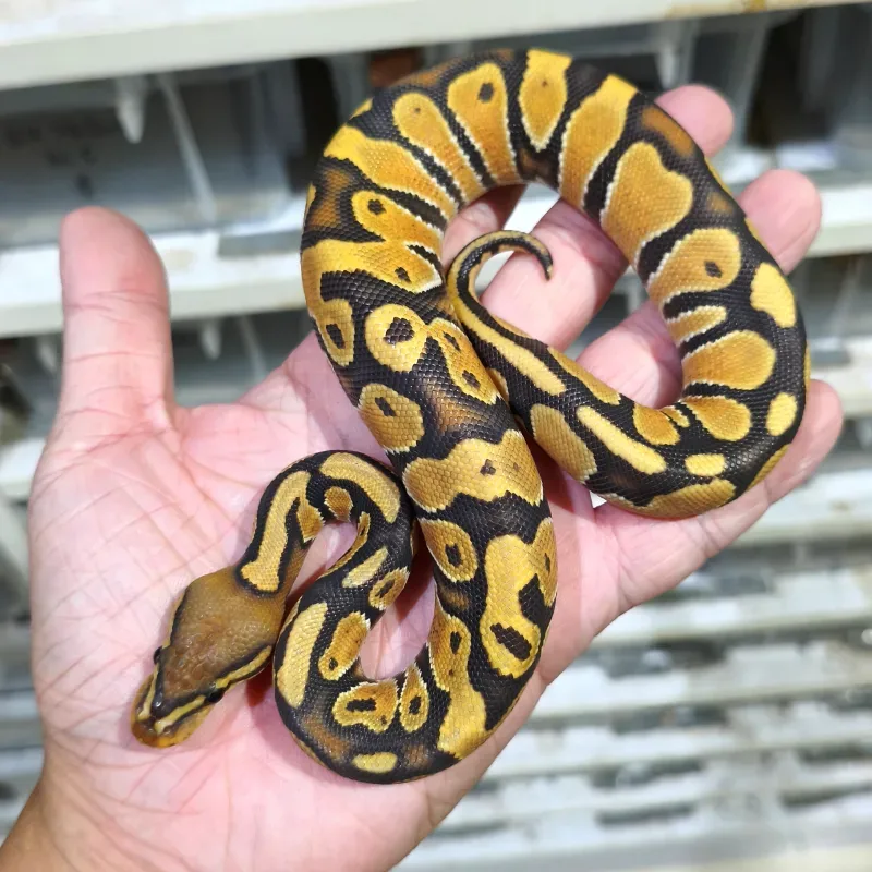 Orange Dream YB Hypo