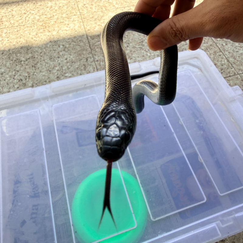 Mexican black kingsnake