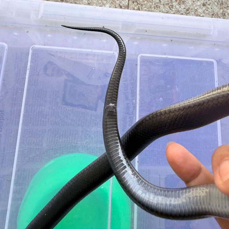 Mexican black kingsnake
