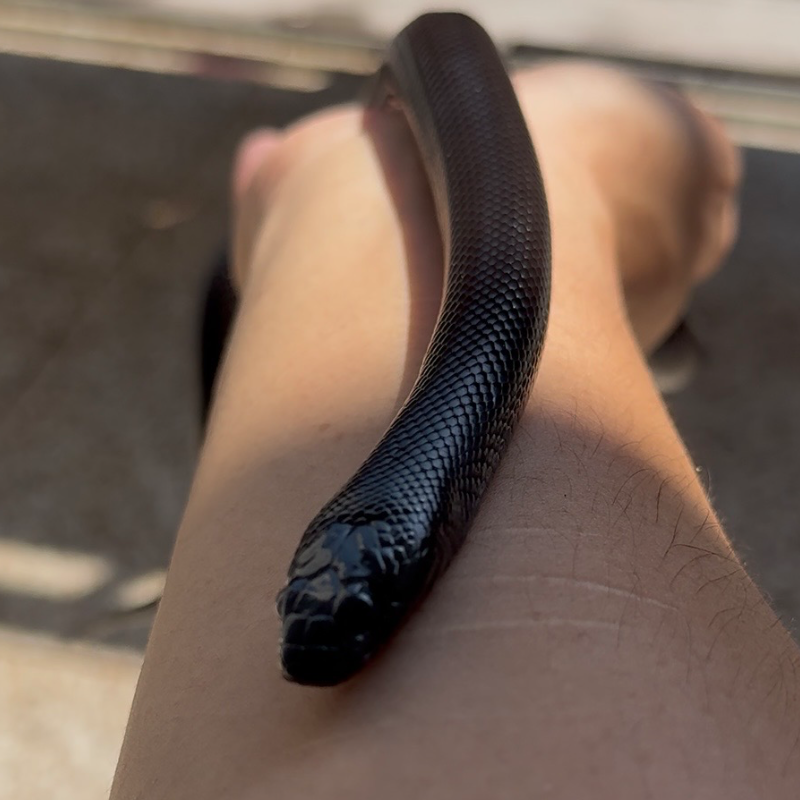 Mexican black kingsnake
