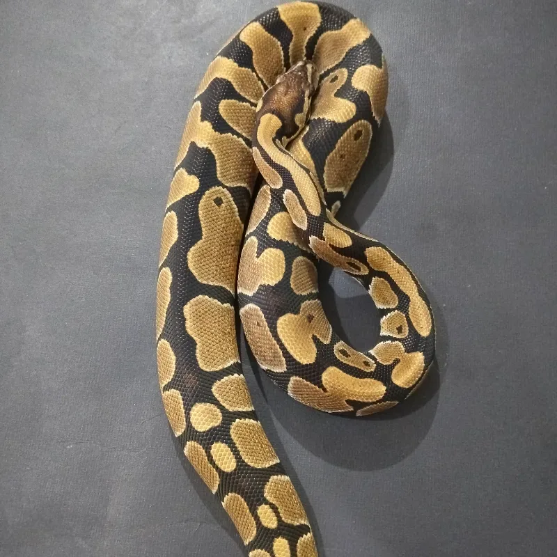 ph Red Stripe Clown
