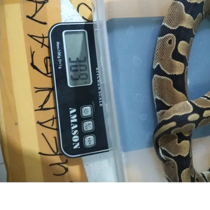 ph Red Stripe Clown