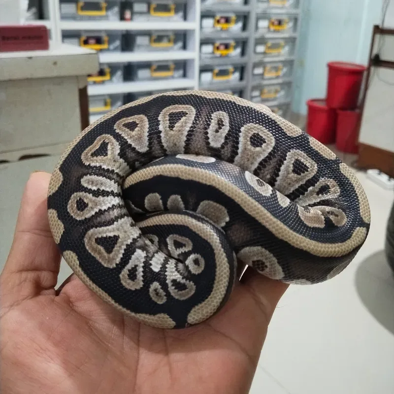 Phantom double het Cryptic Desert Ghost