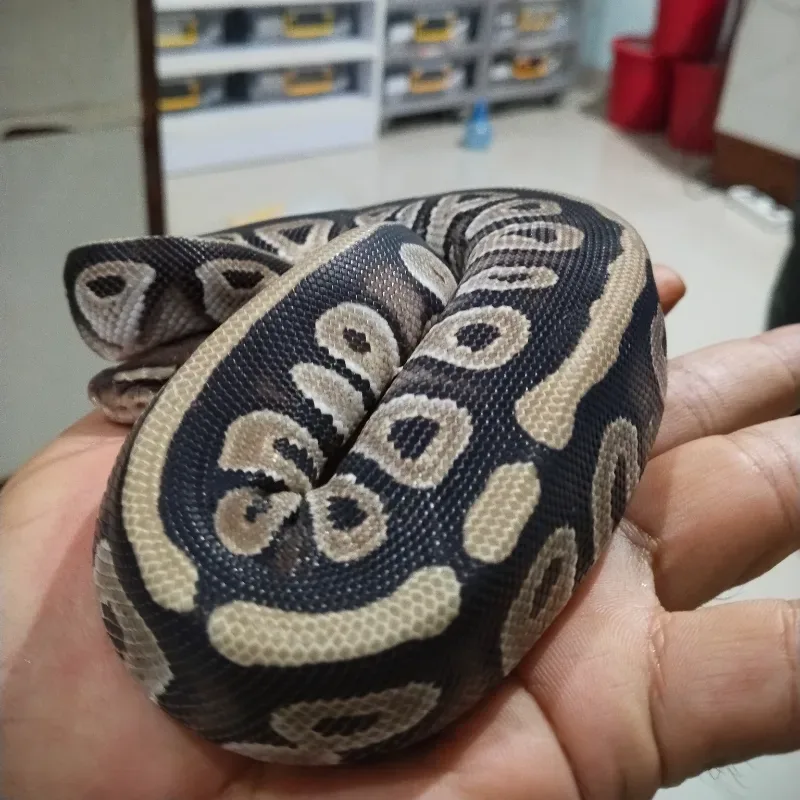 Phantom double het Cryptic Desert Ghost