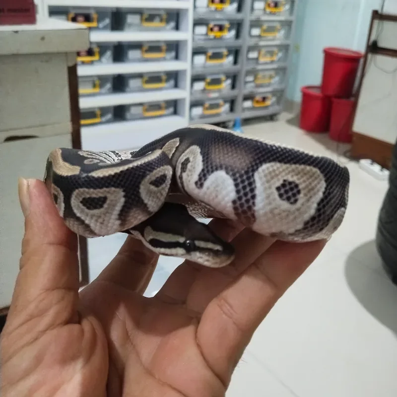 Phantom double het Cryptic Desert Ghost