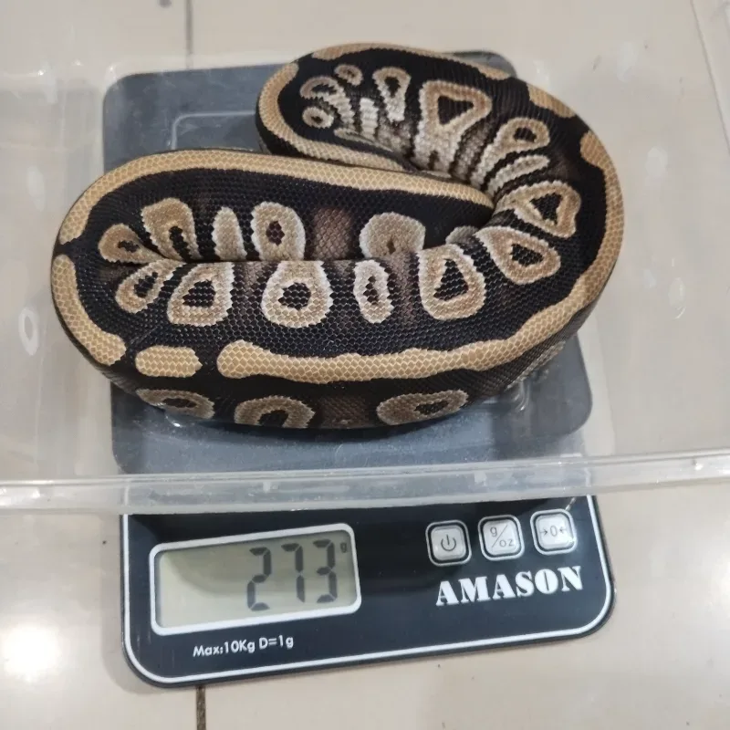 Phantom double het Cryptic Desert Ghost