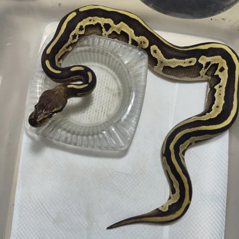 Mojave Leopard het Lavender