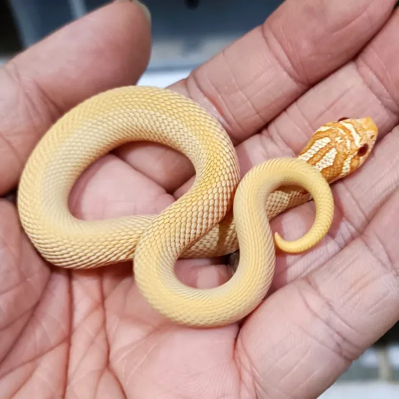 Super Anaconda Albino