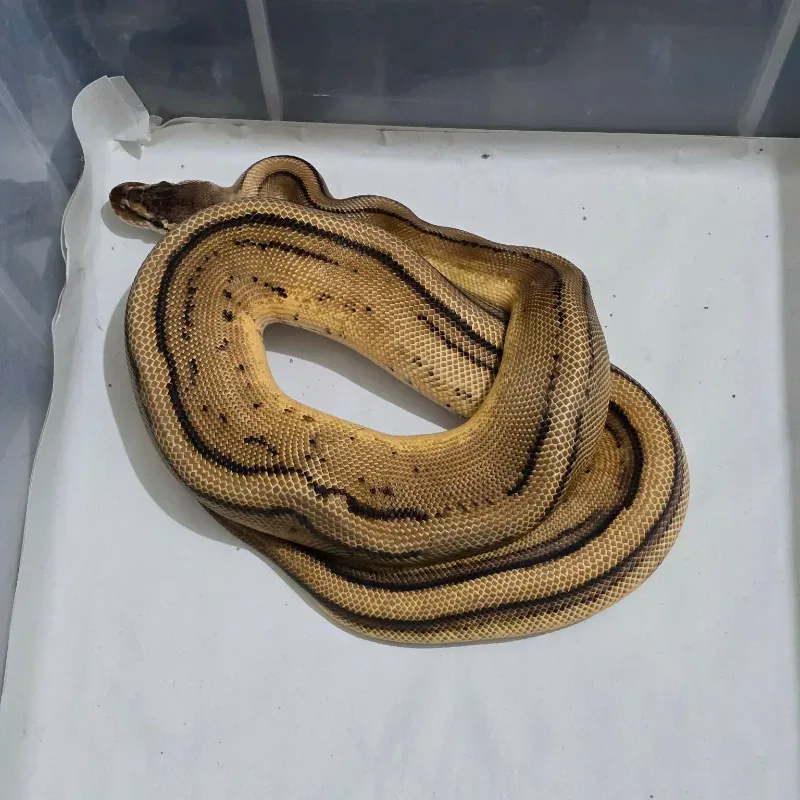 Red Stripe Pastel Genetic Stripe