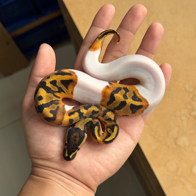 Orange Dream Pied Het Hypo