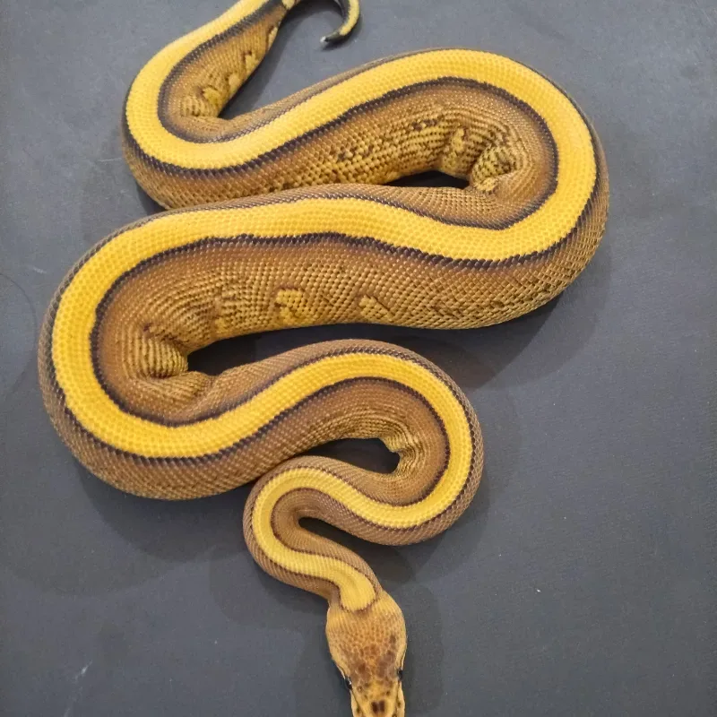 Cypress Red Stripe Yellowbelly 66℅ het DG Het Clown