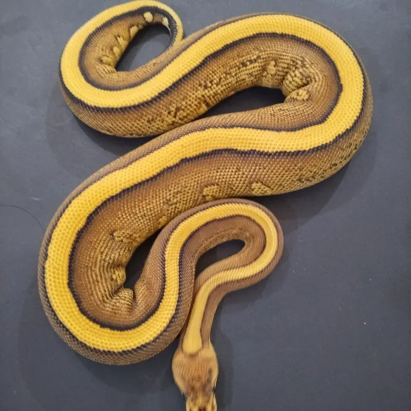 Cypress Red Stripe Yellowbelly 66℅ het DG Het Clown