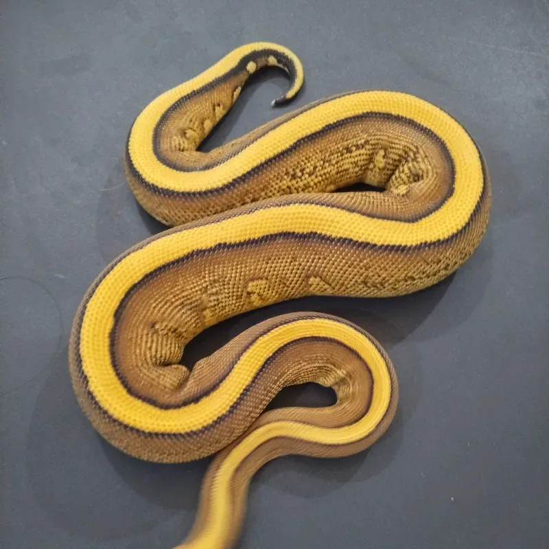 Cypress Red Stripe Yellowbelly 66℅ het DG Het Clown