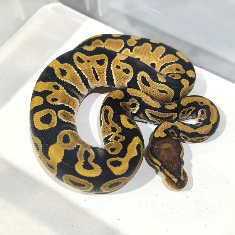 Het Clown Het Hypo Het Desert Ghost