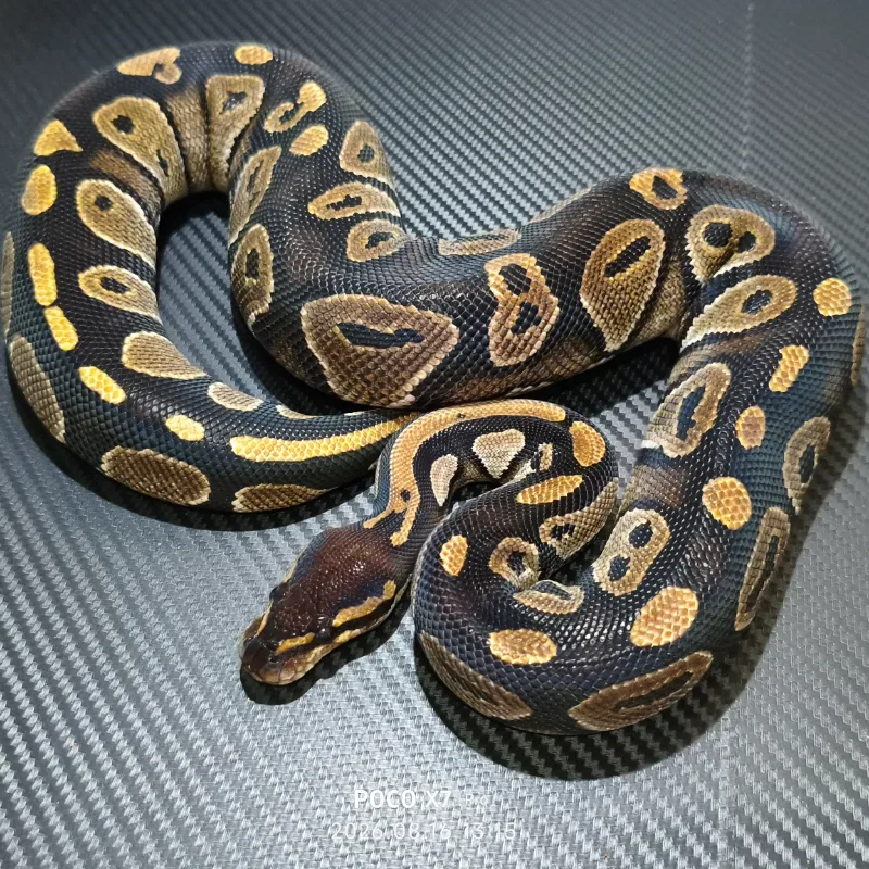 Blackhead het clown