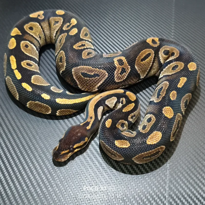 Blackhead het clown