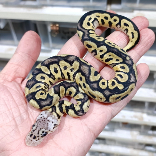 Pastel Clown double het DG Vpi Axanthic