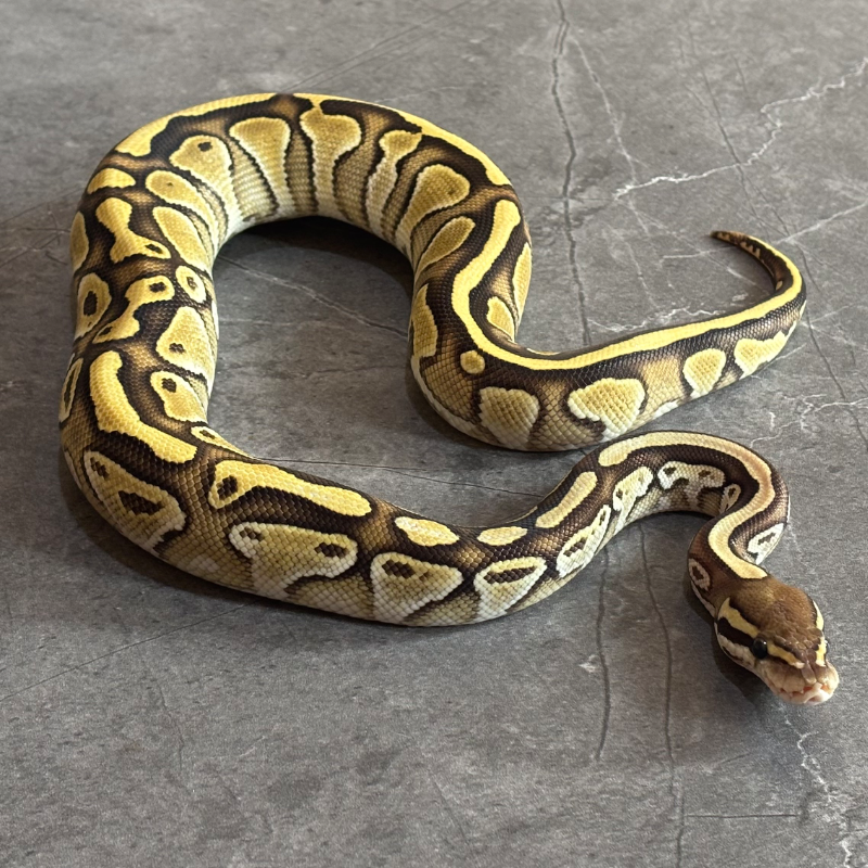 Butter Het Ultramel