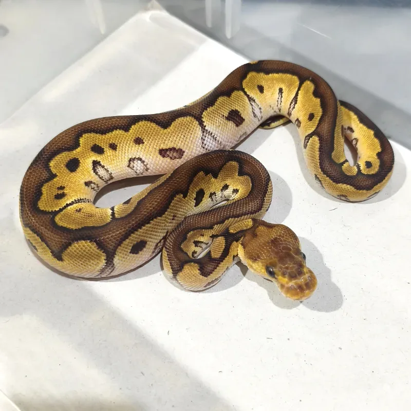(Red Stripe) Clown Het Desert Ghost
