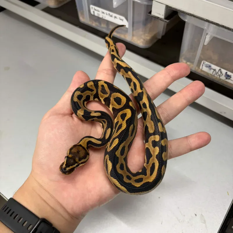 Leopard het clown ph dg