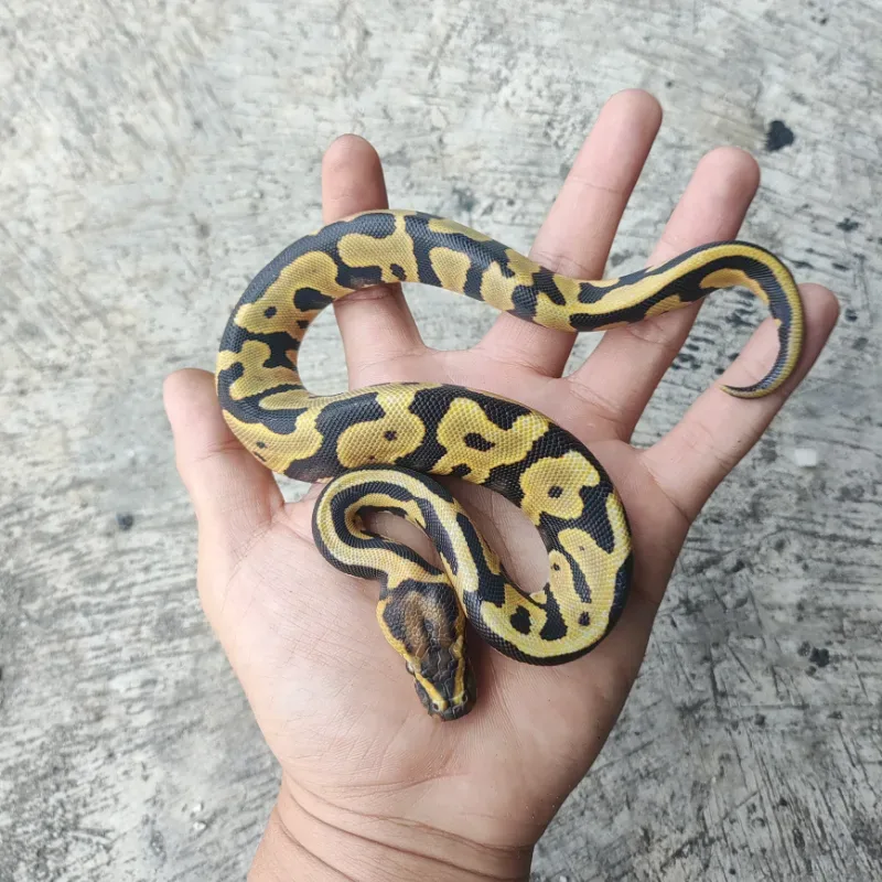 Leopard Desert Ghost Het Clown