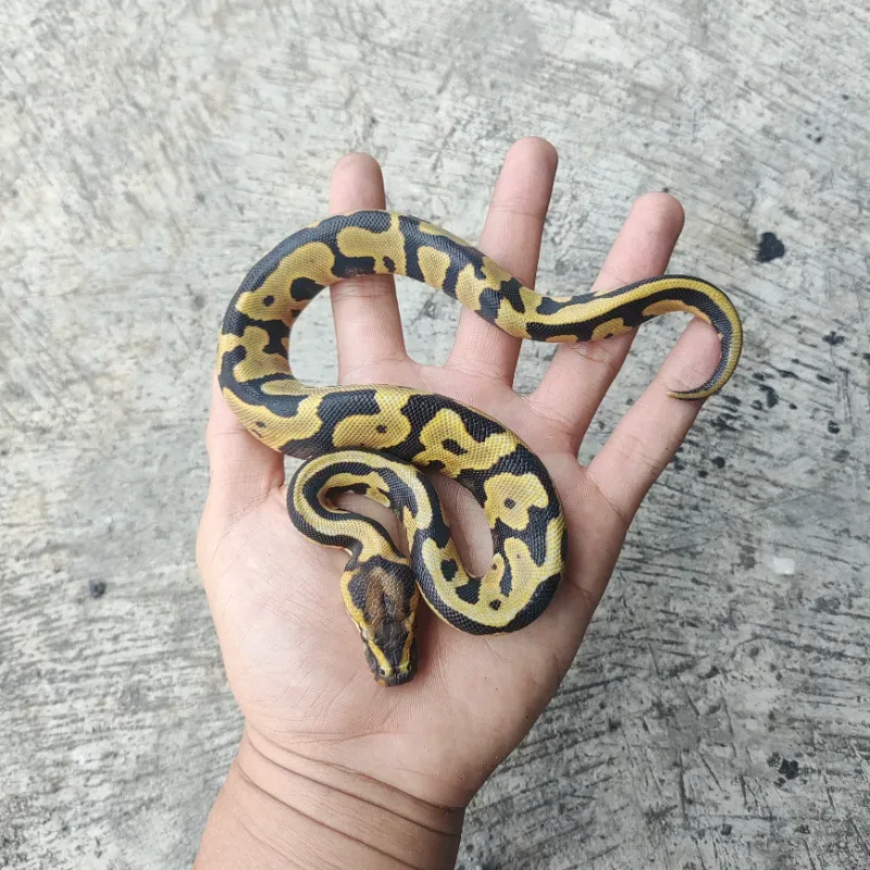 Leopard Desert Ghost Het Clown 2