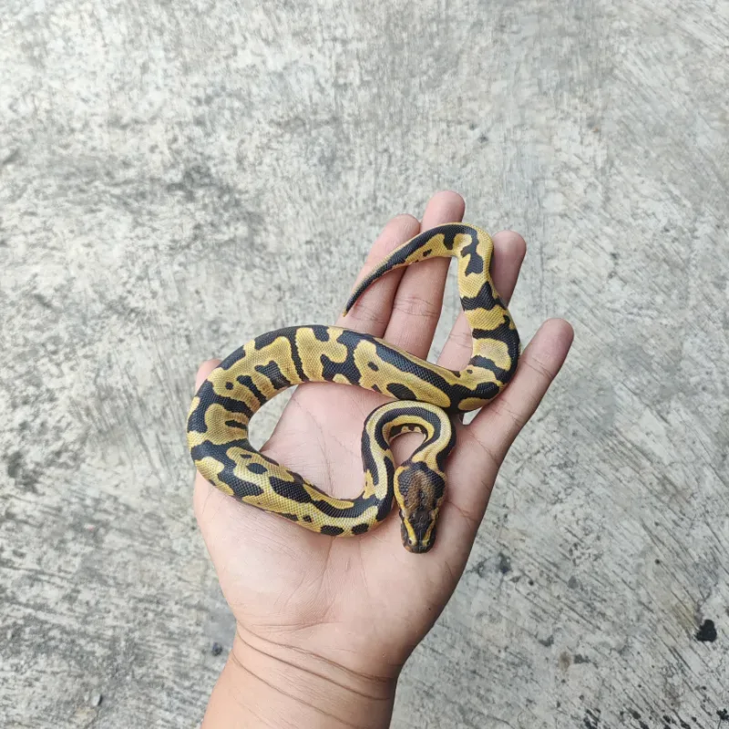 Leopard Desert Ghost Het Clown 3