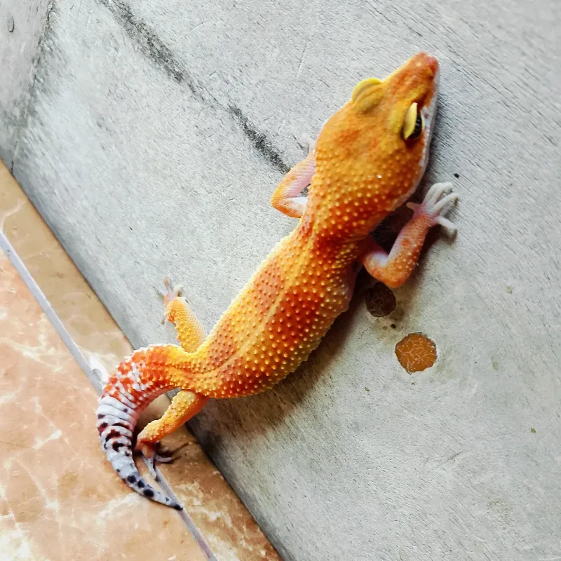 Gecko