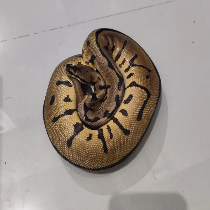 Leopard Spider