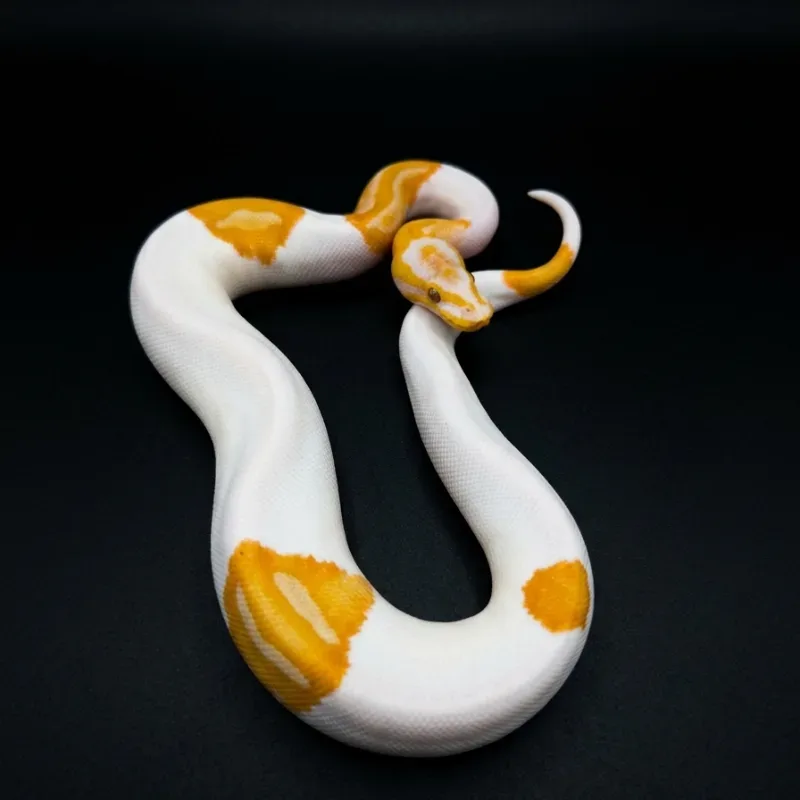 Yellowbelly Lavender Albino Pied