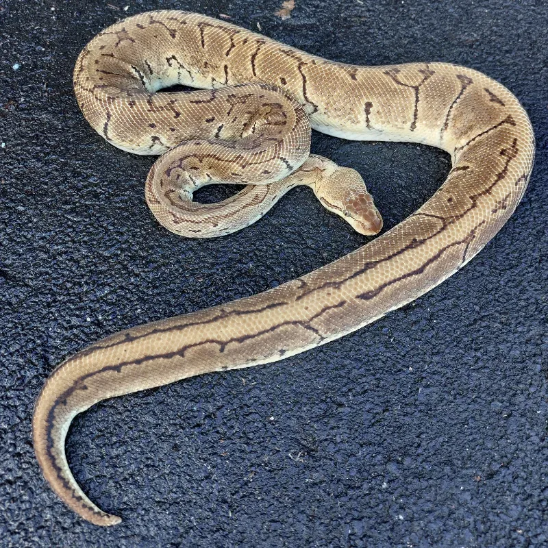 Pastel Pinstripe