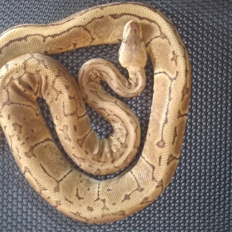Pastel Pinstripe