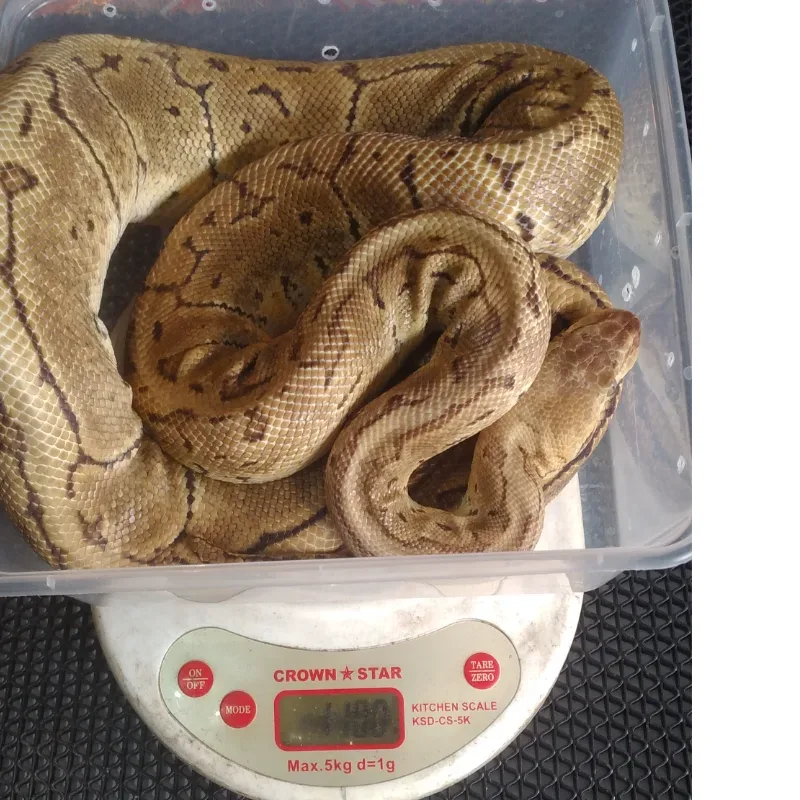 Pastel Pinstripe
