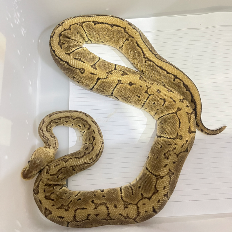 3 Gen Acid Pastel Pinstripe