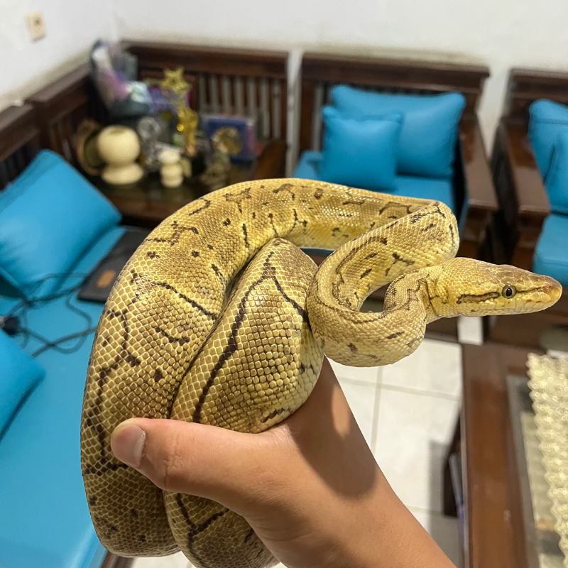 3 Gen Acid Pastel Pinstripe