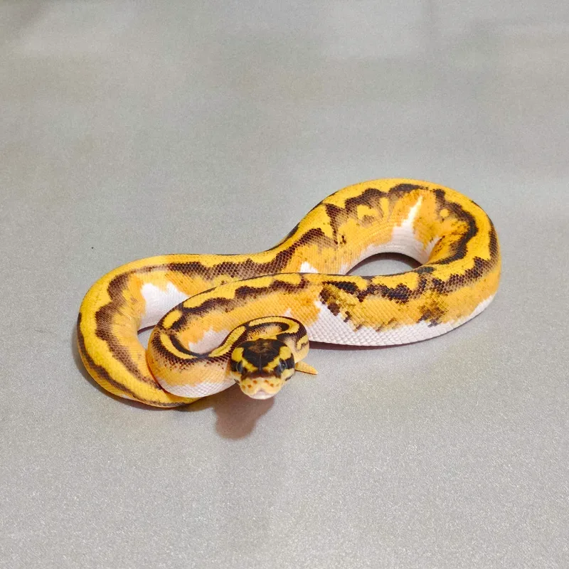 Orange Dream Yellowbelly Enchi Pastel Pied 50% Het Albino