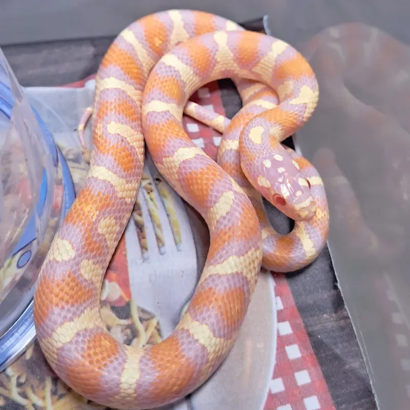 Albino nelcalcorn