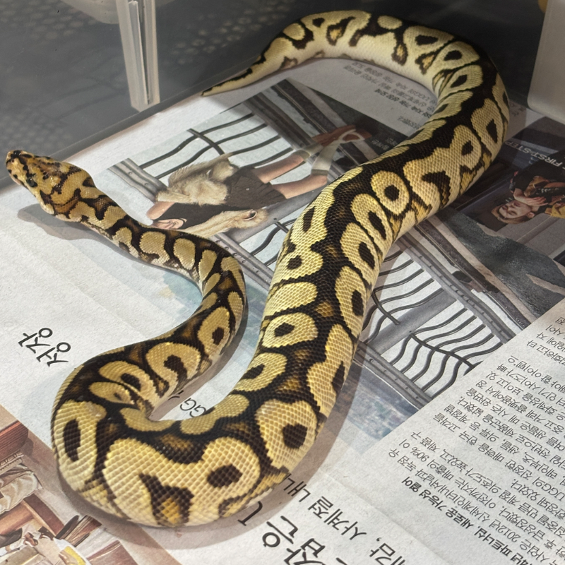 F/ Spotnose Clown